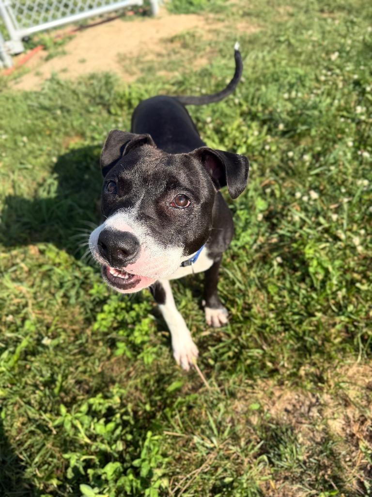 Enlarge Roger, a Adoptable American Staffordshire Terrier in Pierceton, IN image 4/5