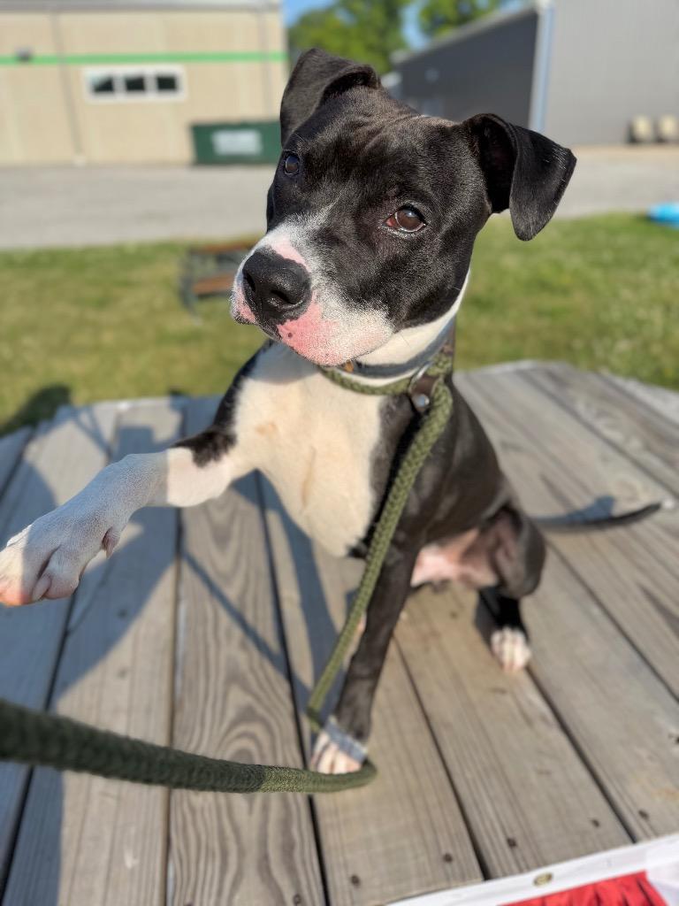 Enlarge Roger, a Adoptable American Staffordshire Terrier in Pierceton, IN image 5/5