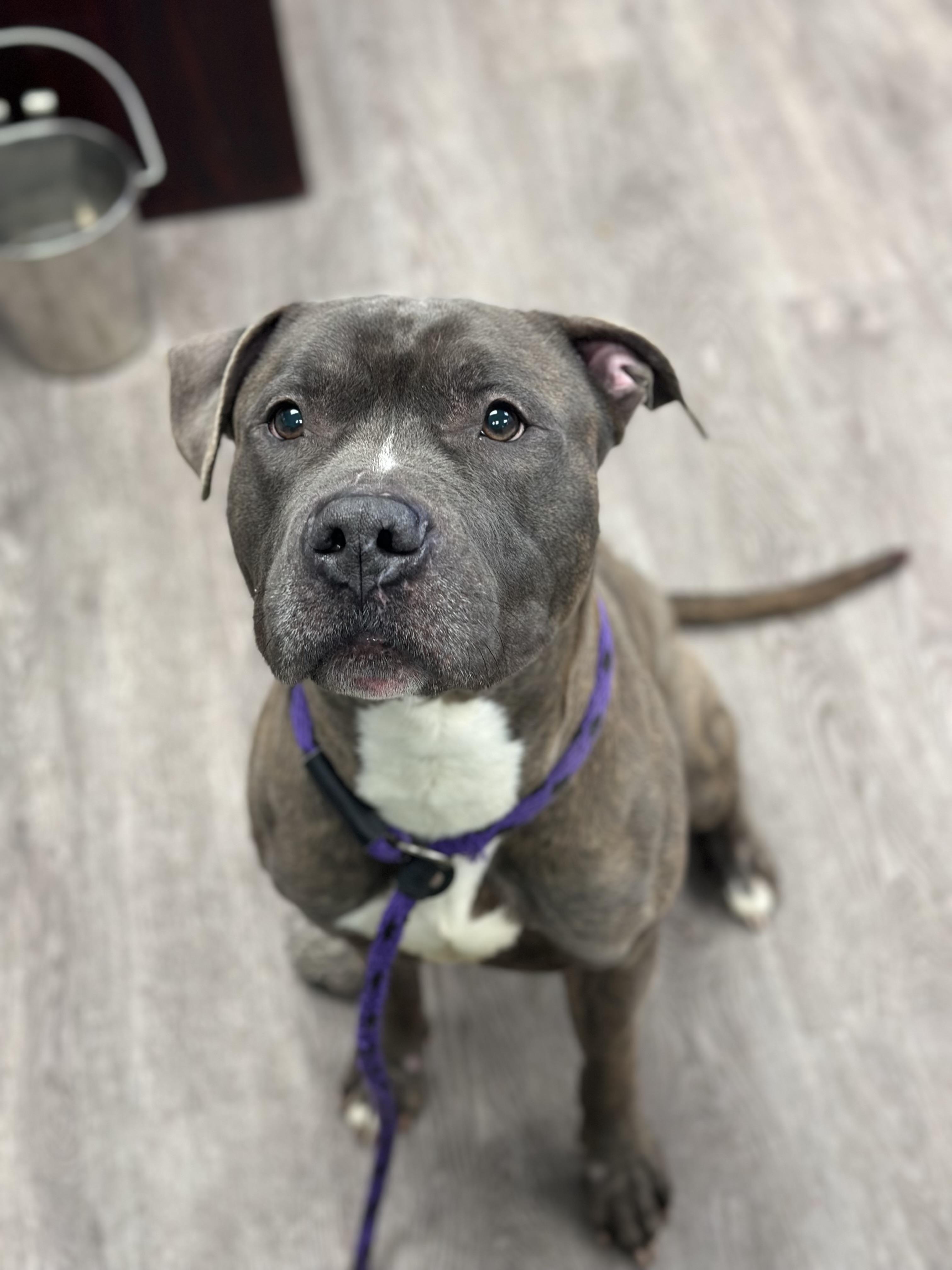 Press, ADOPTABLE, Young Male Pit Bull Terrier.