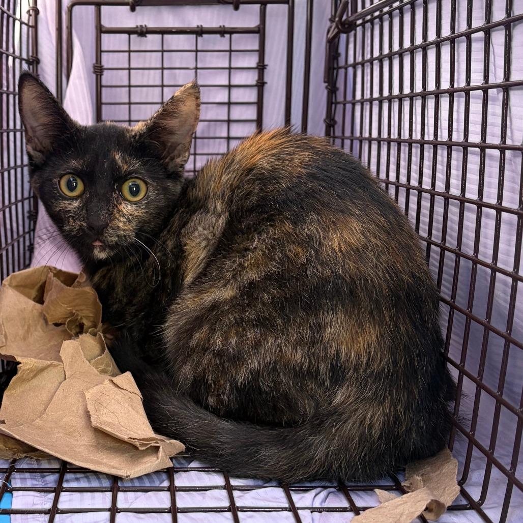 Enlarge Tortie, a Adoptable Domestic Short Hair in Las Vegas, NV image 1/1