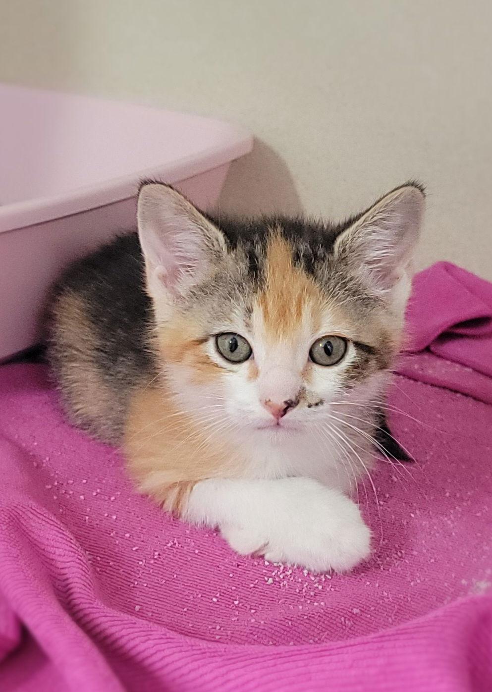 Enlarge Sprocket, a Adopted Domestic Short Hair in Hollywood, MD image 1/1