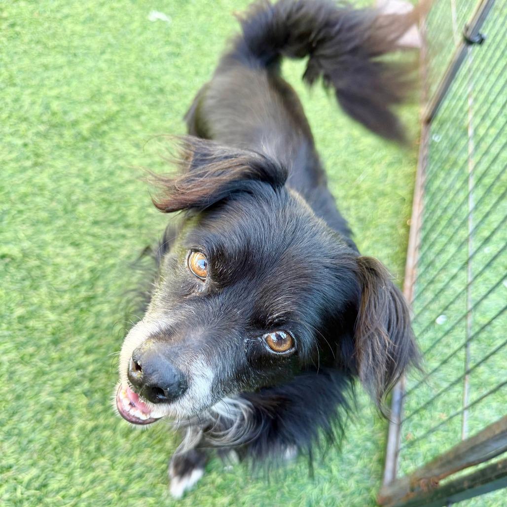 Jalapeno, Adoptable, Senior Male Papillon.
