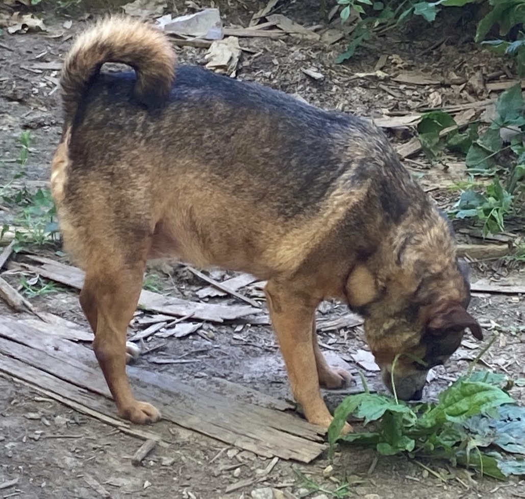 Sweetie, Adoptable, Senior Female Chihuahua & Pug.