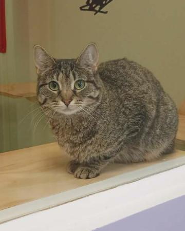 Lily, Adoptable, Kitten Female Domestic Short Hair.