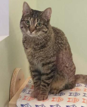 Enlarge Lily, a Adoptable Domestic Short Hair in Maple Shade, NJ image 2/2