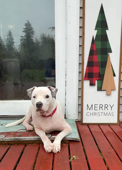 Roo, a Adoptable mixed breed in Everett, WA image 1/3