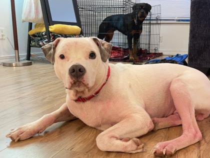 Roo, a Adoptable mixed breed in Everett, WA image 2/3