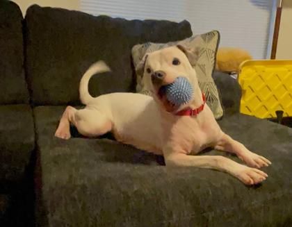 Roo, a Adoptable mixed breed in Everett, WA image 3/3