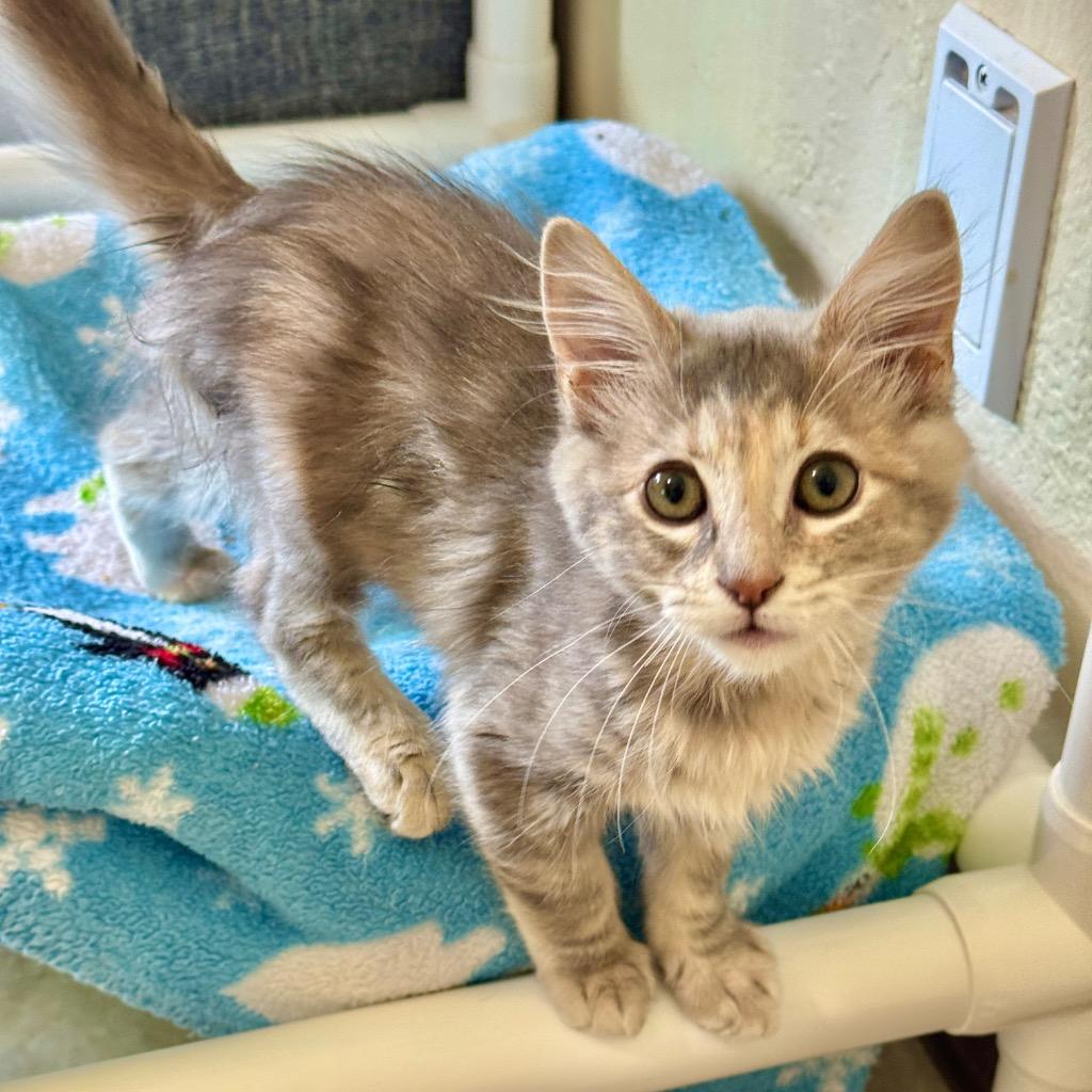 Feather 🪶, Adoptable, Kitten Female Domestic Long Hair.