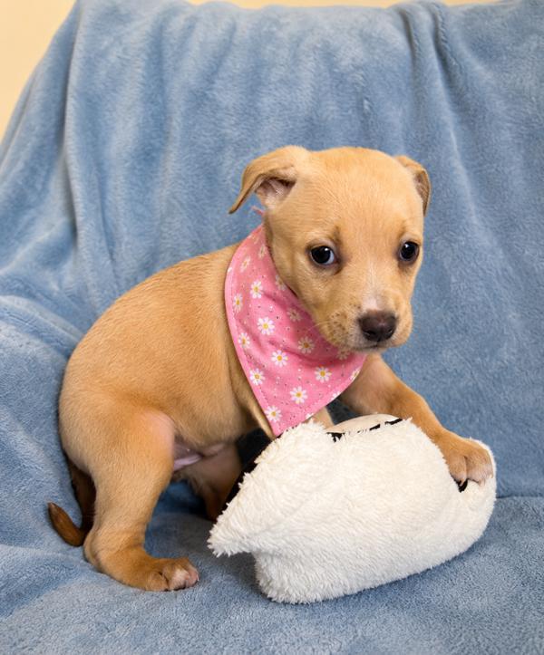 Enlarge Swiss, a Adoptable mixed breed in Lafayette, LA image 1/1