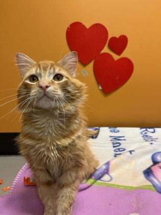 Wenatchee, adopted, Young Male Domestic Long Hair.