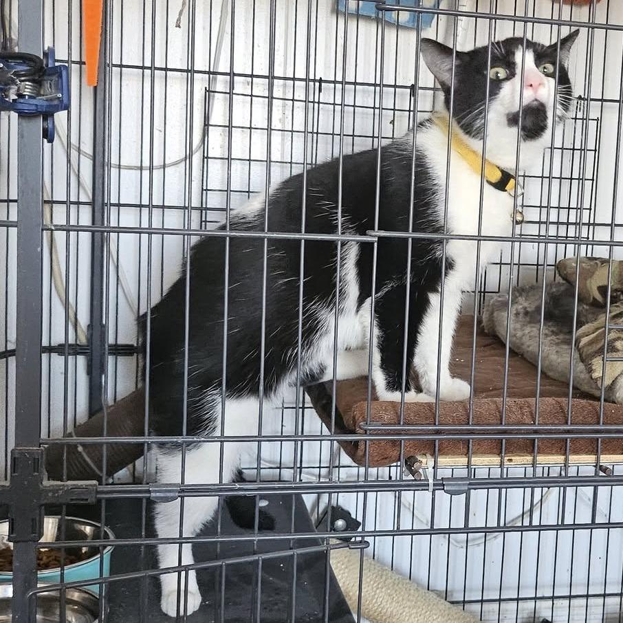 Enlarge Ara 126C24, a Adoptable mixed breed in Napoleon, OH image 1/6