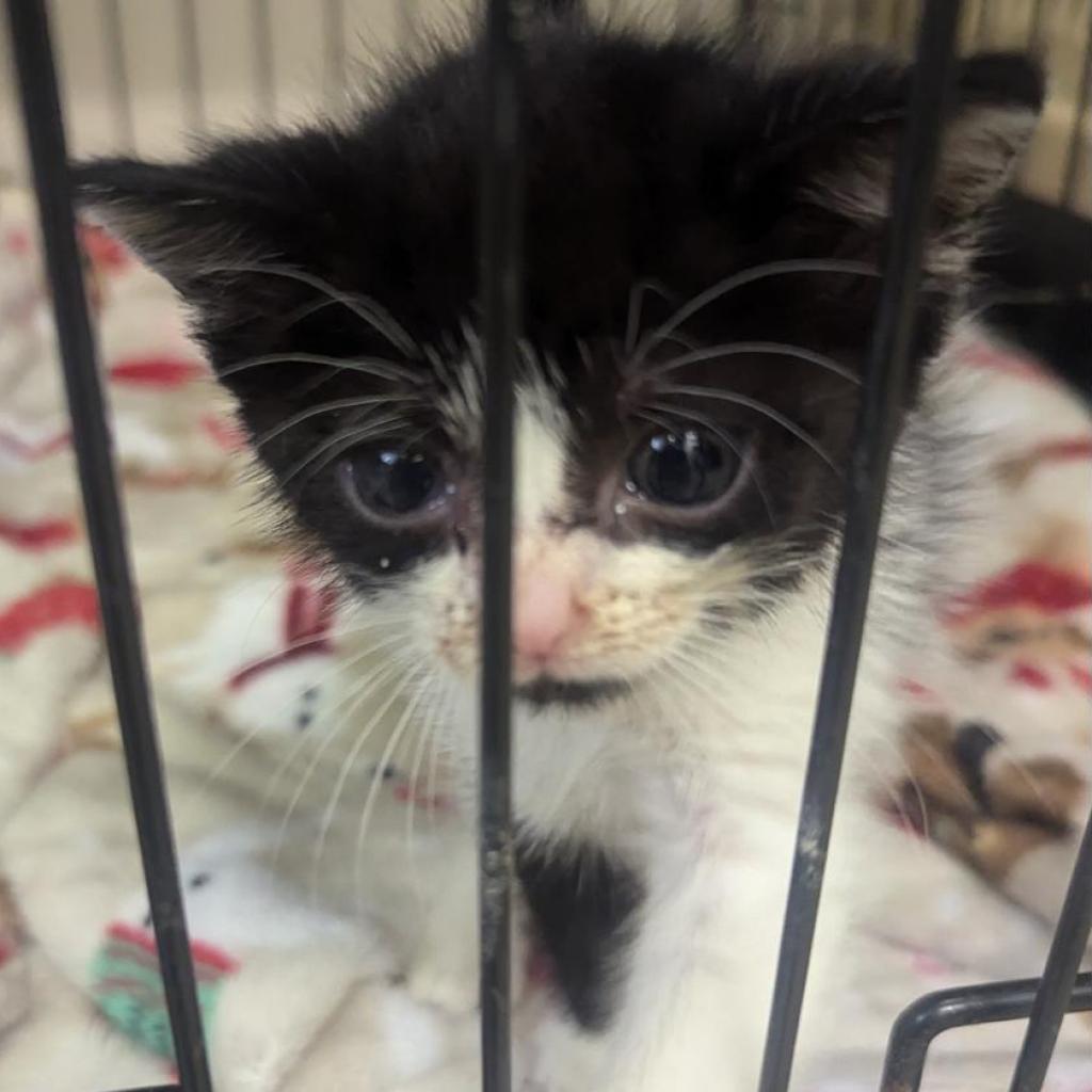 Enlarge Ara 126C24, a Adoptable mixed breed in Napoleon, OH image 2/6