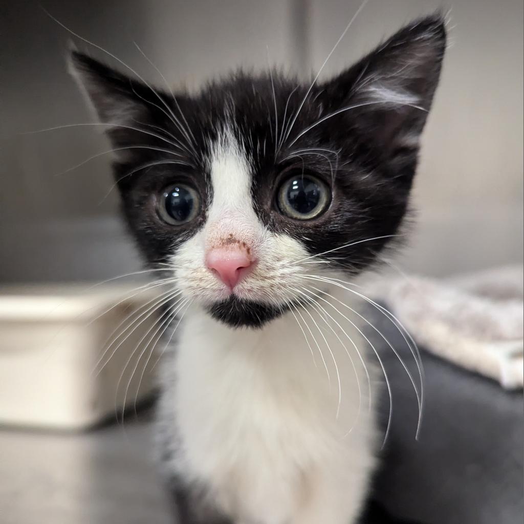 Enlarge Ara 126C24, a Adoptable mixed breed in Napoleon, OH image 3/6