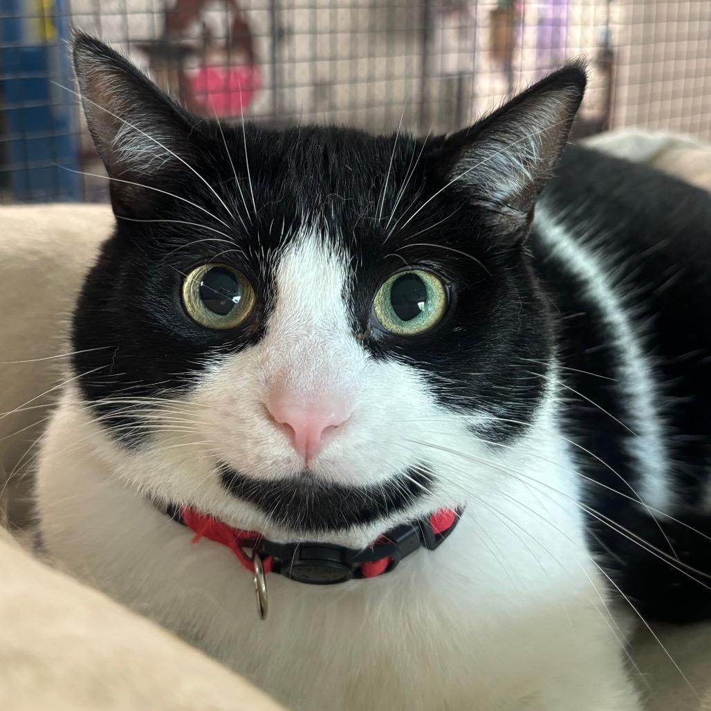 Enlarge Ara 126C24, a Adoptable mixed breed in Napoleon, OH image 4/6