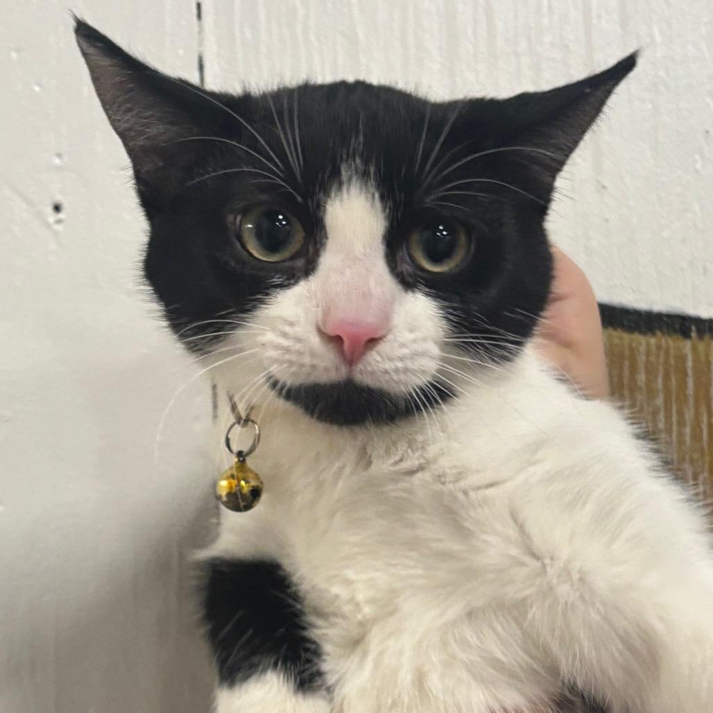 Enlarge Ara 126C24, a Adoptable mixed breed in Napoleon, OH image 4/6