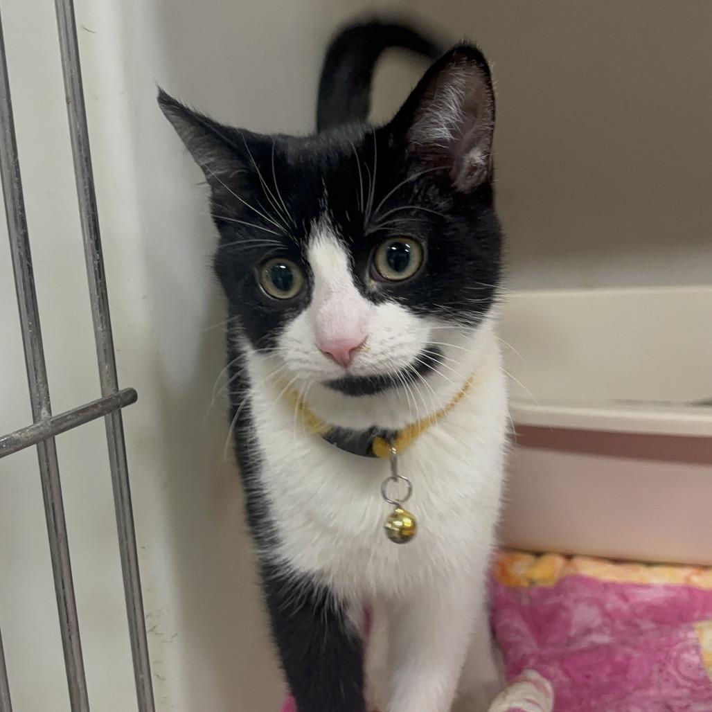 Enlarge Ara 126C24, a Adoptable mixed breed in Napoleon, OH image 5/6