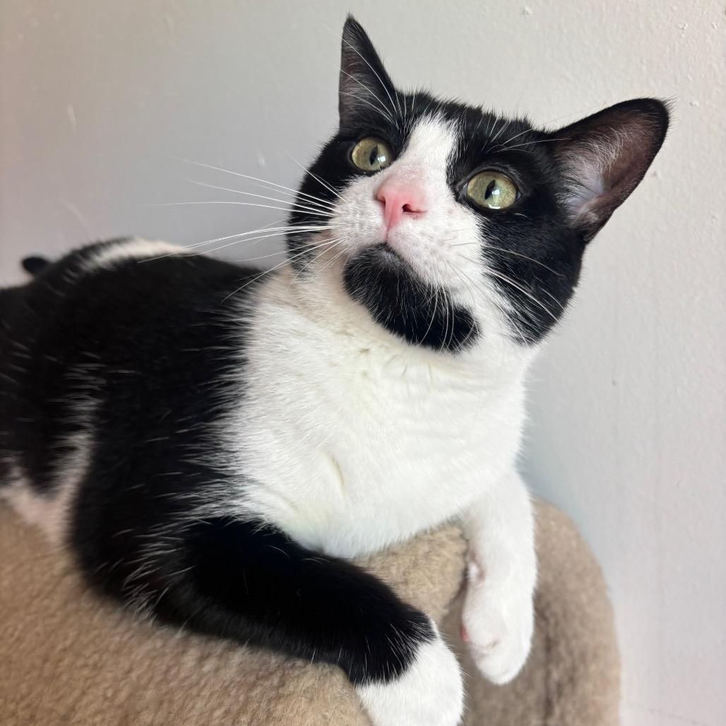 Enlarge Ara 126C24, a Adoptable mixed breed in Napoleon, OH image 6/6