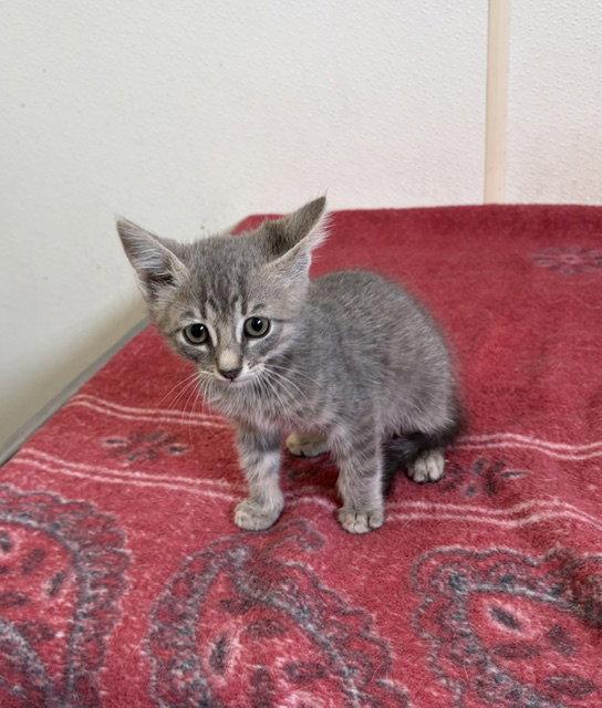 Archer - Gray Tabby Kitten - #15, Adopted, Kitten Male Domestic Short Hair.
