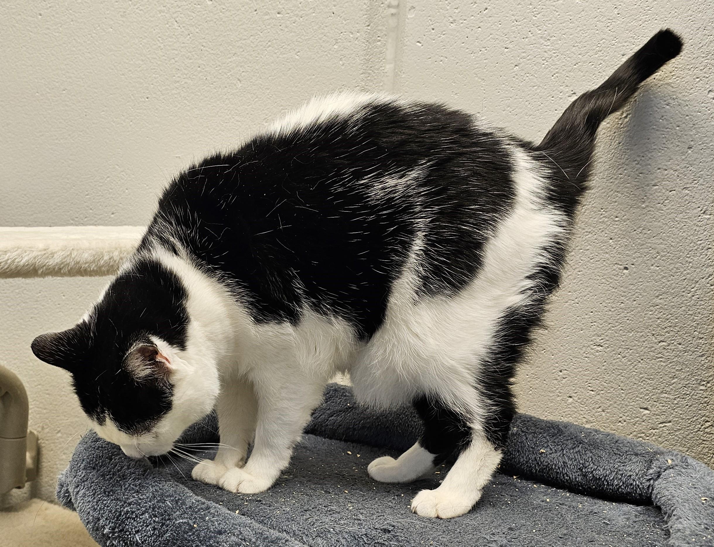 Enlarge Dottie, a Adoptable mixed breed in Cedar Rapids, IA image 2/5