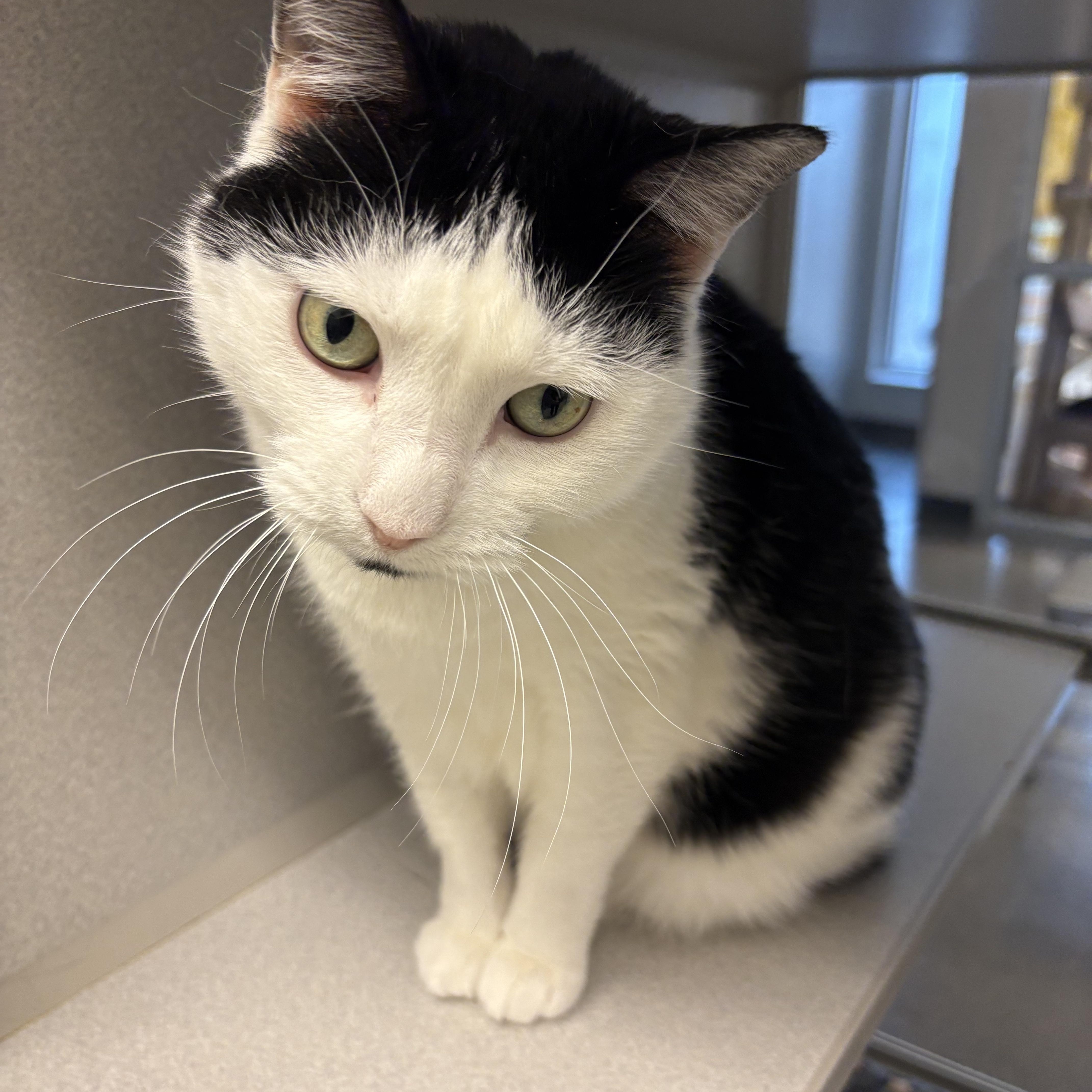 Enlarge Dottie, a Adoptable mixed breed in Cedar Rapids, IA image 1/5