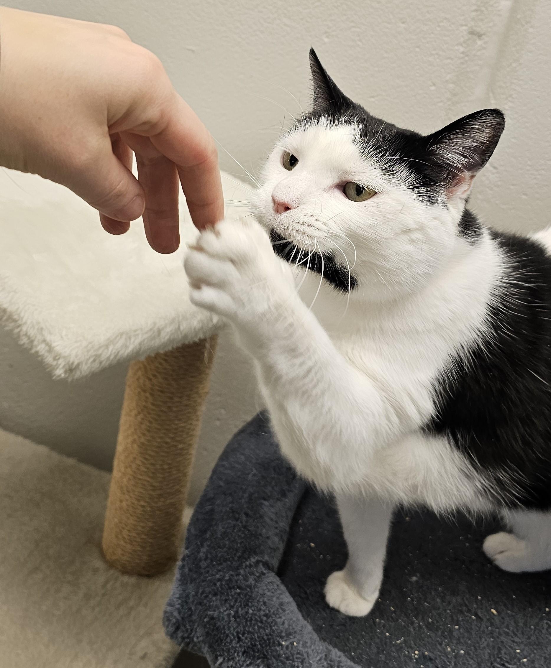 Enlarge Dottie, a Adoptable mixed breed in Cedar Rapids, IA image 3/5