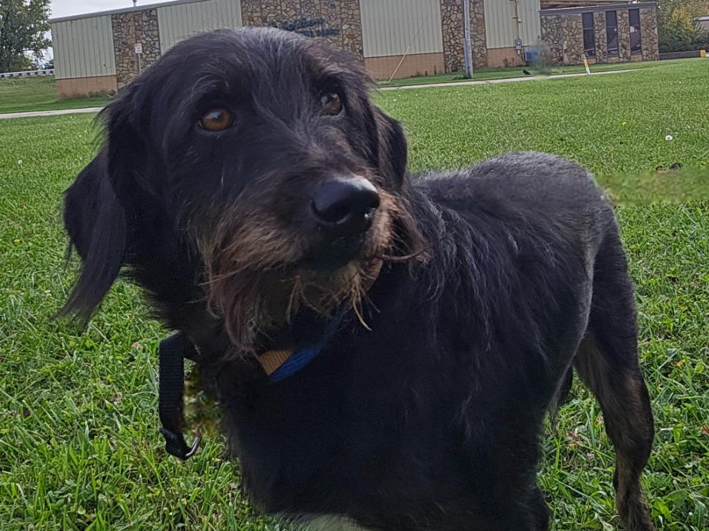 Enlarge BEATRICE, a Adoptable mixed breed in Sandusky, OH image 1/3