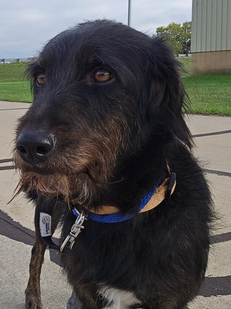 Enlarge BEATRICE, a Adoptable mixed breed in Sandusky, OH image 2/3