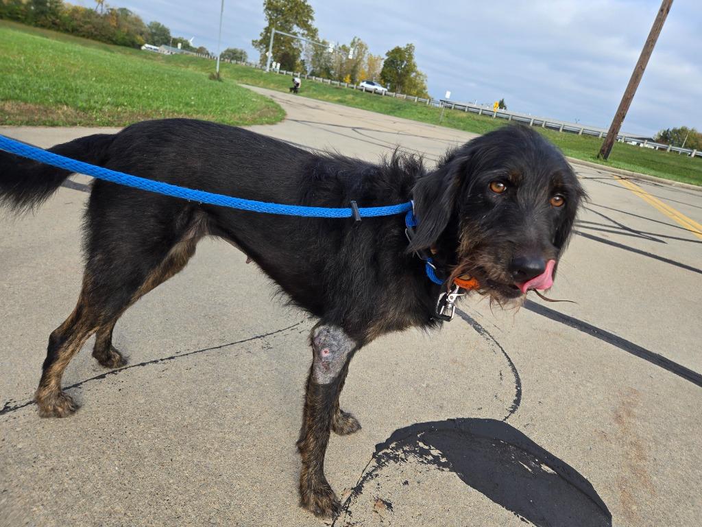 Enlarge BEATRICE, a Adoptable mixed breed in Sandusky, OH image 3/3