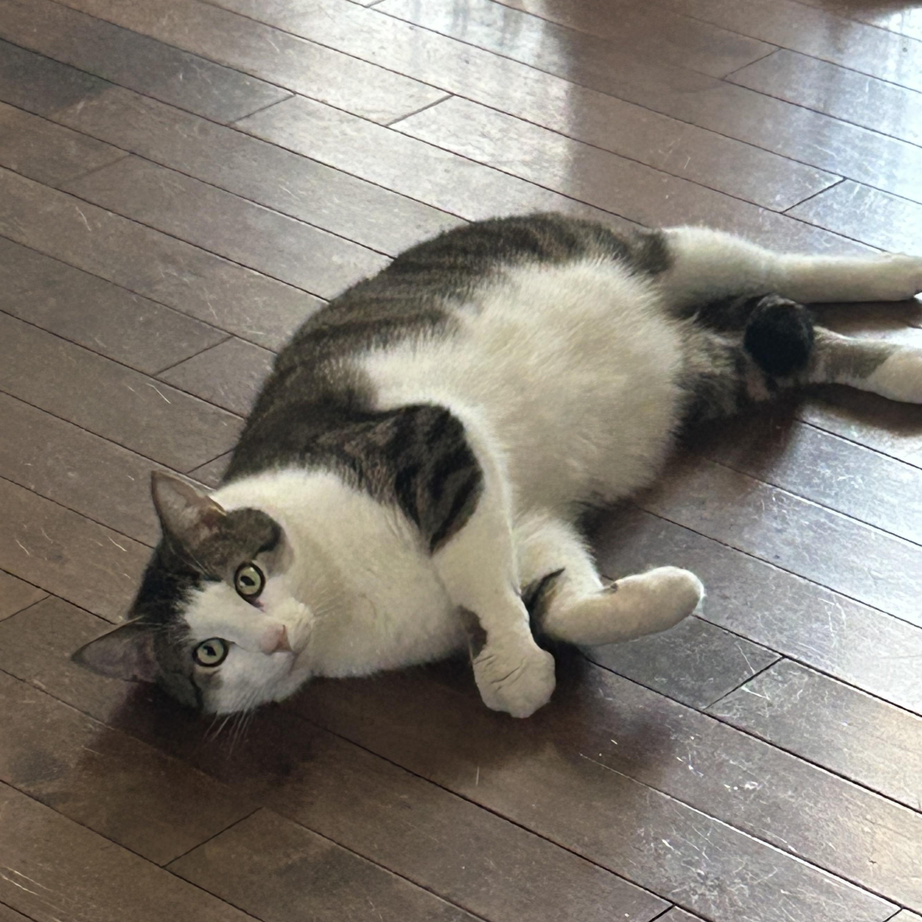 Enlarge Ace & Dawn, a Adoptable Domestic Short Hair in Fredericton, NB image 5/6