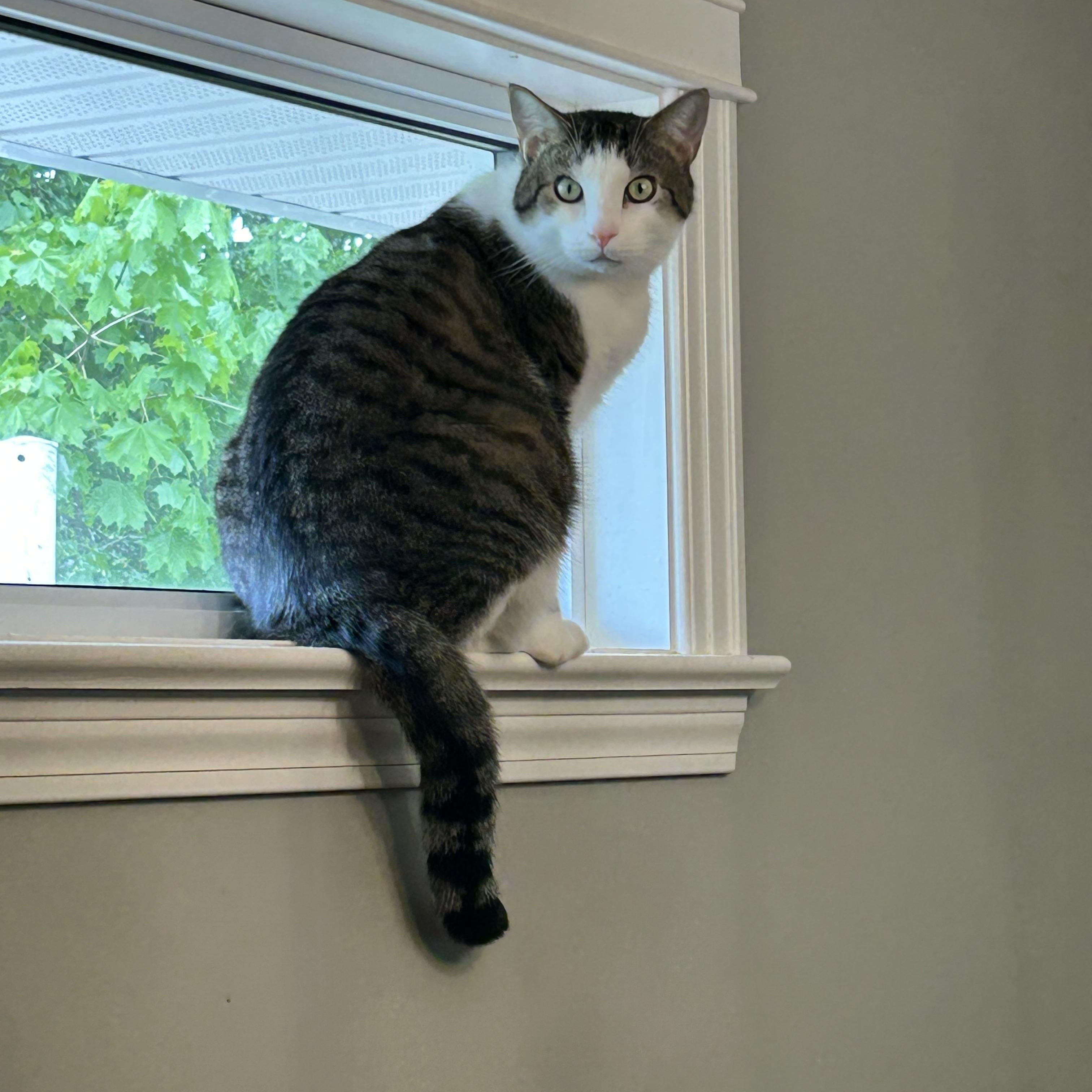 Ace & Dawn, Adoptable, Adult Male Domestic Short Hair.