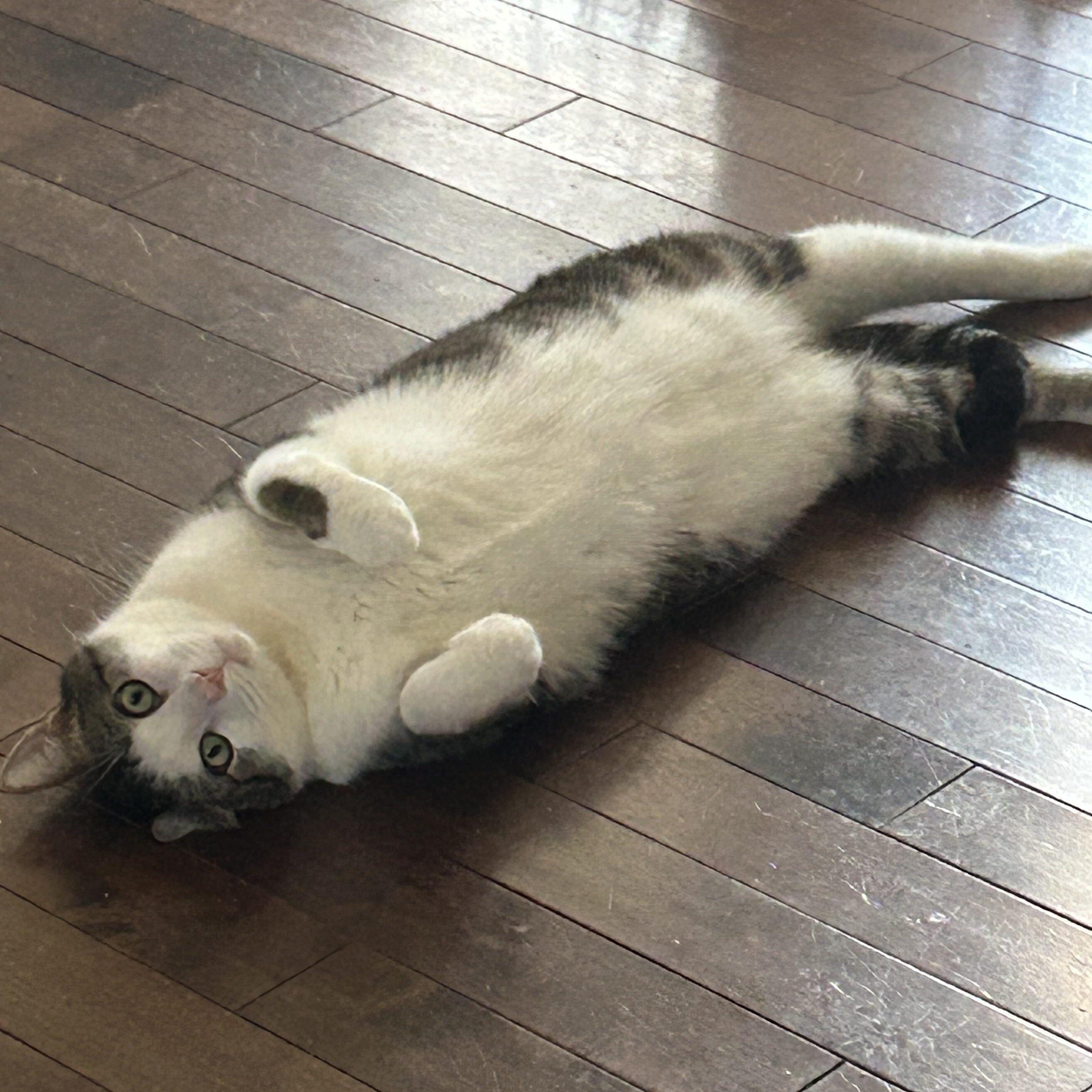 Enlarge Ace & Dawn, a Adoptable Domestic Short Hair in Fredericton, NB image 2/6