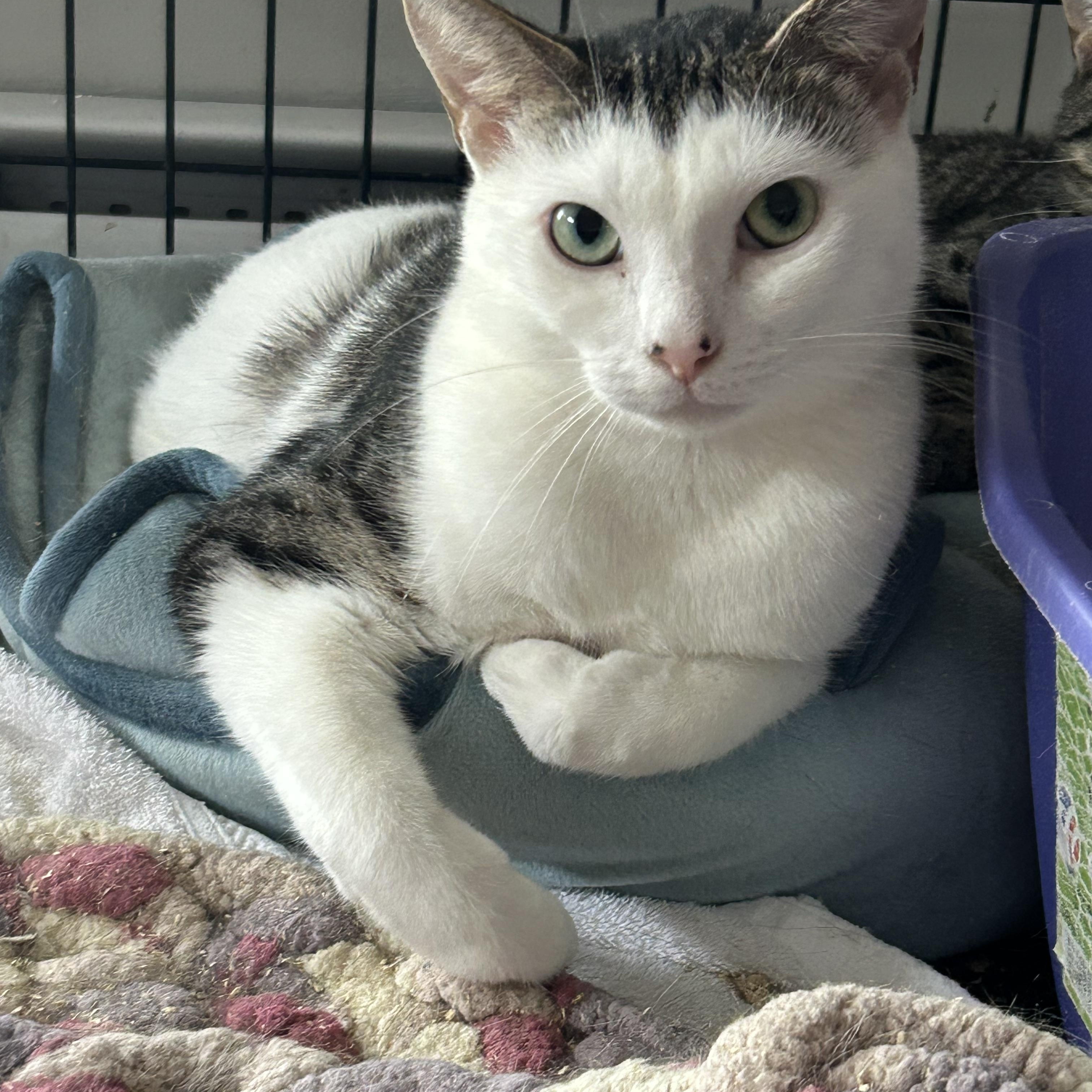 Enlarge Ace & Dawn, a Adoptable Domestic Short Hair in Fredericton, NB image 4/6