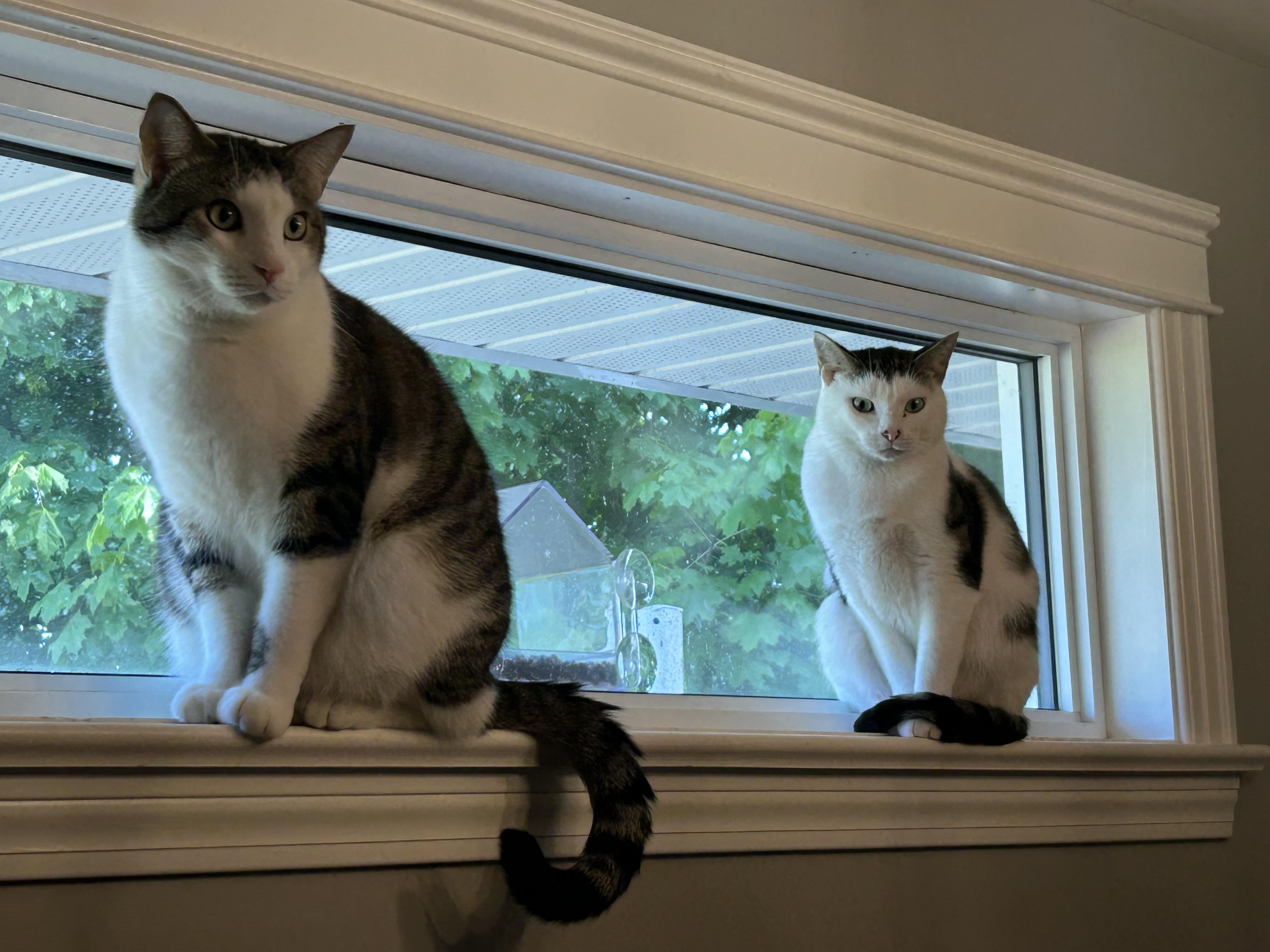 Ace & Dawn, an adoptable Domestic Short Hair in Fredericton, NB, E3B 1K8 | Photo Image 3