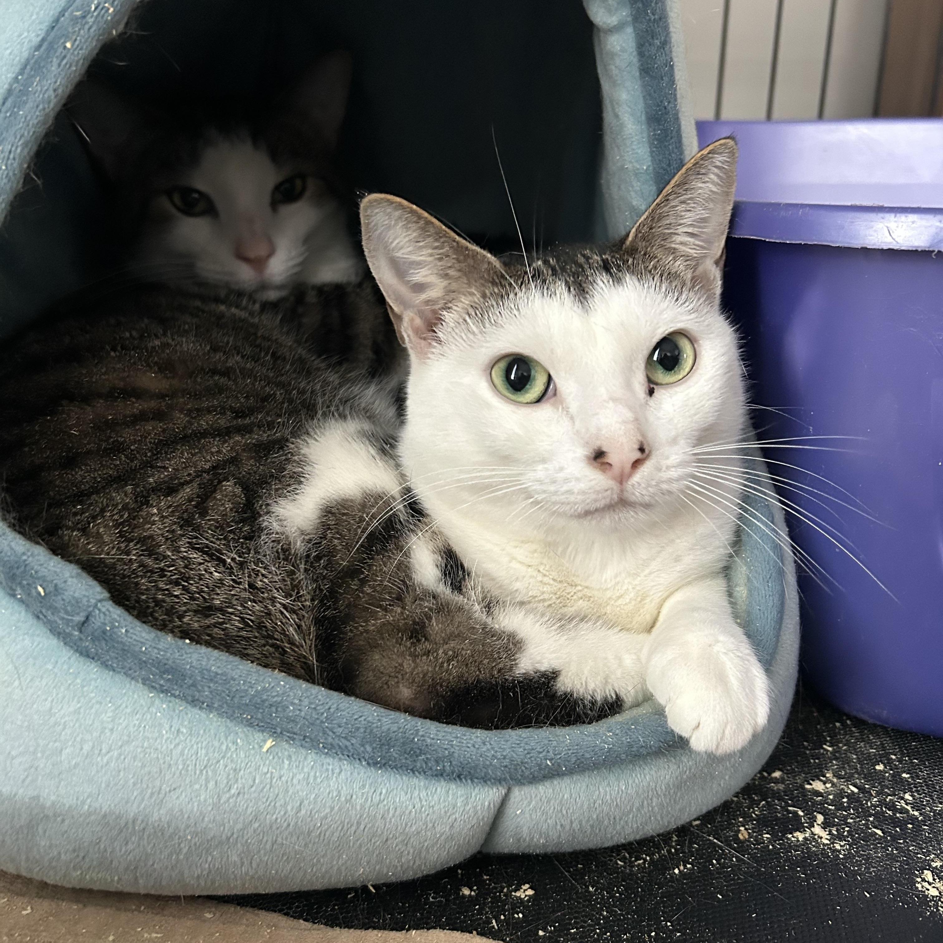 Enlarge Ace & Dawn, a Adoptable Domestic Short Hair in Fredericton, NB image 6/6