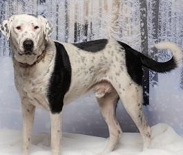 Enlarge Cowboy, a Adoptable mixed breed in Dripping Springs, TX image 1/6