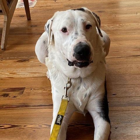 Cowboy, Adoptable, Adult Male Great Pyrenees & Belgian Shepherd / Malinois.