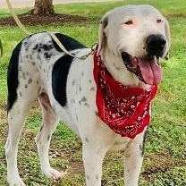 Enlarge Cowboy, a Adoptable mixed breed in Dripping Springs, TX image 2/6