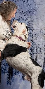 Enlarge Cowboy, a Adoptable mixed breed in Dripping Springs, TX image 3/6