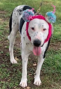 Enlarge Cowboy, a Adoptable mixed breed in Dripping Springs, TX image 4/6