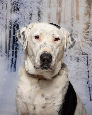 Enlarge Cowboy, a Adoptable mixed breed in Dripping Springs, TX image 5/6