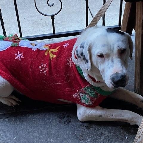 Cowboy, Adoptable, Adult Male Labrador Retriever & Dalmatian.