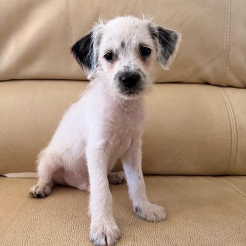 Enlarge Pax, a Adoptable mixed breed in Torrance, CA image 1/6