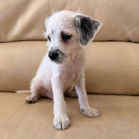 Enlarge Pax, a Adoptable mixed breed in Torrance, CA image 6/6