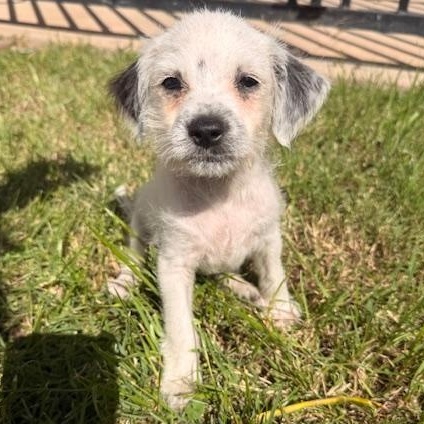 Enlarge Pax, a Adoptable mixed breed in Torrance, CA image 4/6