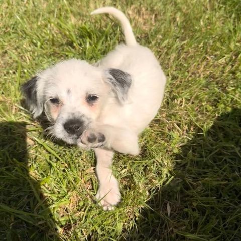 Enlarge Pax, a Adoptable mixed breed in Torrance, CA image 5/6