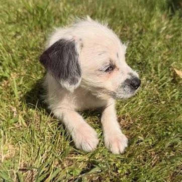 Enlarge Pax, a Adoptable mixed breed in Torrance, CA image 3/6