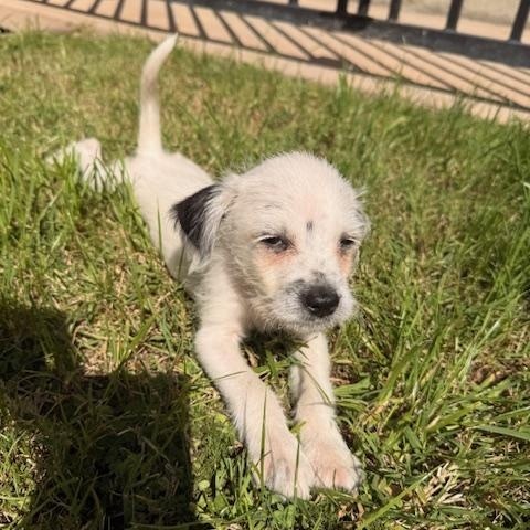 Enlarge Pax, a Adoptable mixed breed in Torrance, CA image 2/6