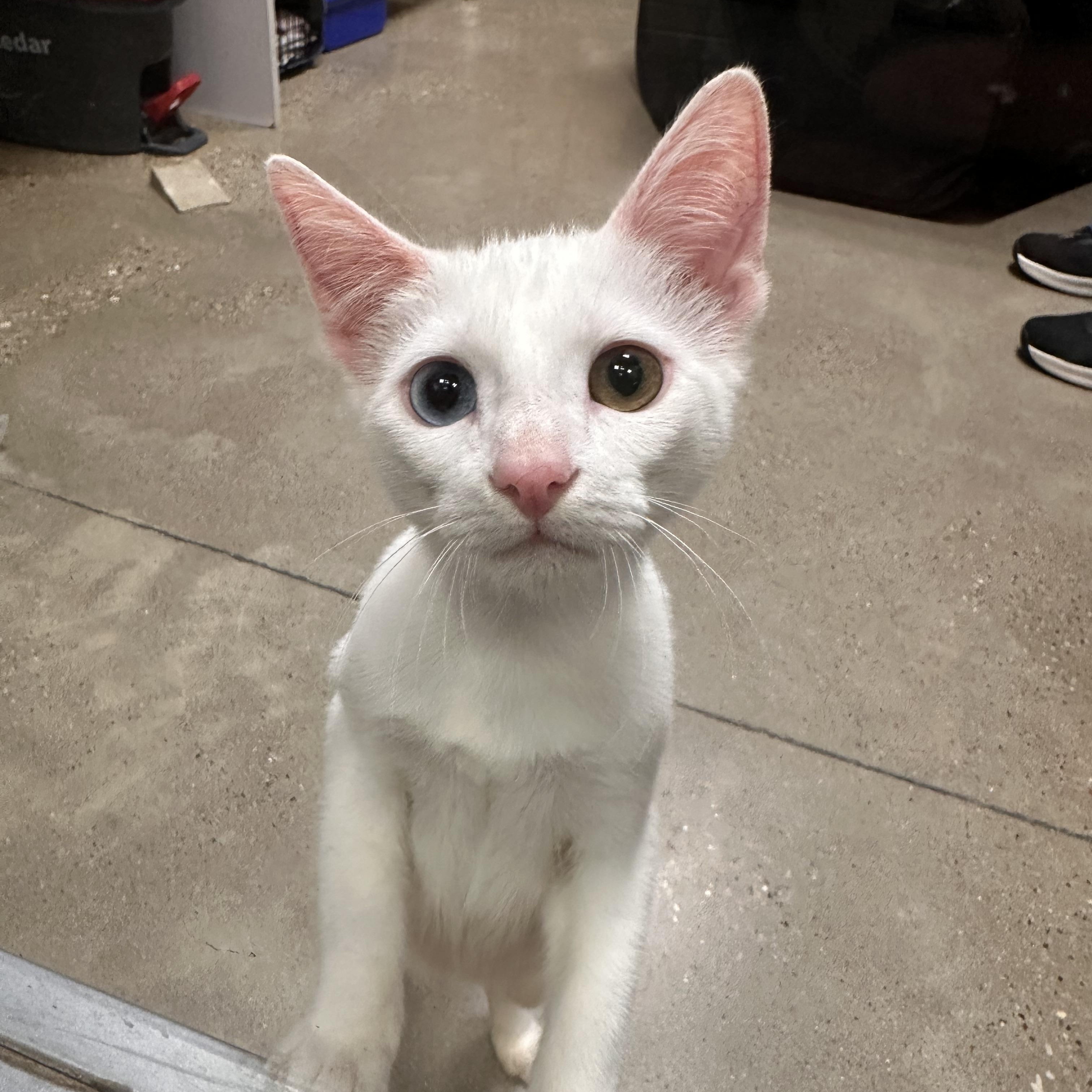 Dazzle - Riley Fuzzel Petsmart