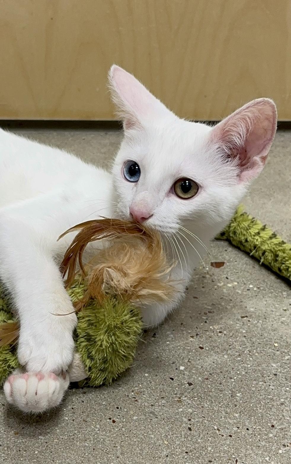Dazzle - Riley Fuzzel Petsmart
